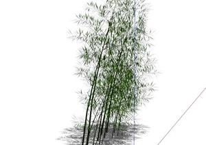 详细的园林景观竹子植物设计SU(草图大师)模型