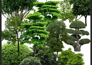绿色树木植物素材psd格式