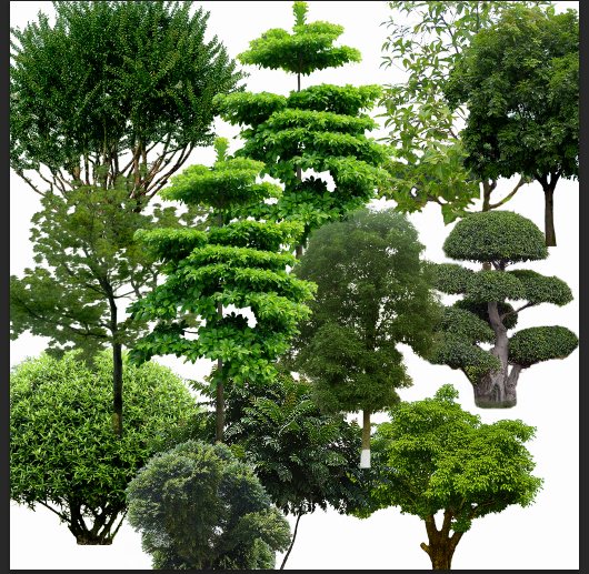 绿色树木植物素材psd格式 (1)