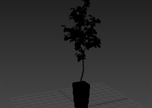 详细盆栽植物3d模型