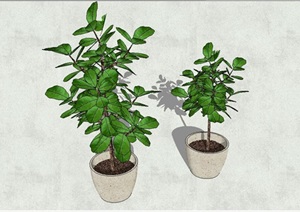种植罐植物盆景SU(草图大师)模型