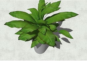 绿色热带植物盆栽SU(草图大师)模型