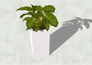 绿色阔叶热带植物盆栽SU(草图大师)模型
