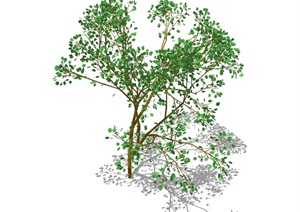 3D树木素材设计SU(草图大师)模型