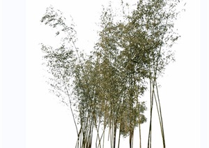 树竹子植物素材设计psd、jpg图