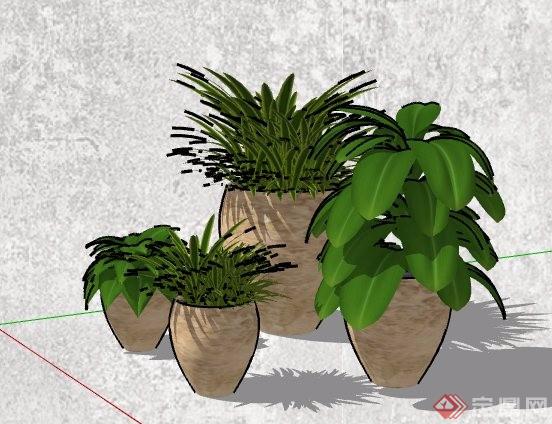 四盆高低植物搭配组合su模型