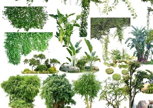 园林景观植物ps效果图素材