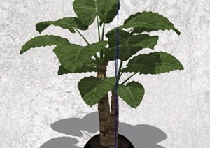 六款室内外绿化盆栽植物SU(草图大师)模型