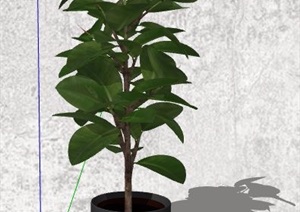 6盆精美绿化植物盆栽素材SU(草图大师)模型
